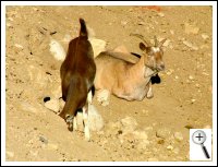 Agriturismo Al Castel, Verona - Gli animali della fattoria.